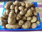 La récolte de pomme de terre