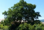 Arbre.jpg