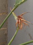 IMG_0992.JPG