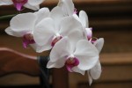 fleurs de la phal