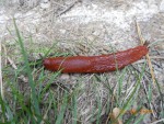 Limace rouge.JPG