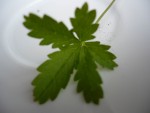 herbe.jpg