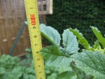 Certaines moutardes atteignent les 1.10m de haut.
