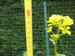 Certaines moutardes atteignent les 1.10m de haut.