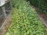 Voici la photo de vue d'ensemble ou l'on peut voir les fleurs de moutarde qui se multiplient à vue d’œil.