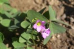 Oxalis latifolia - la fleur (Bourru) diff..jpg