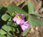 Oxalis latifolia - la fleur (Bourru) diff. 2.jpg