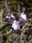 Verbena officinalis.dif.jpg