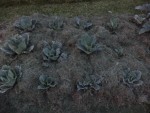 Les choux après paillage