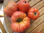 Les tomates atteintes par le mildiou commencent à bien mûrir maintenant.