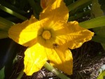 Regarder comme c'est beaux une fleur de courgette au soleil levant avec une abeille déjà au travail.