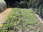 voici mon semis de haricot et d'engrais vert qui pousse bien.