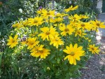 Rudbeckias
