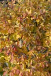 Parrotia persica_14700873664_l.jpg
