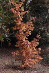 Parrotia persica_ETE1815 - copie001.JPG