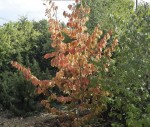 Parrotia persicaParrotia persica_ETE1766 - copie001001.JPG