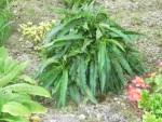 plante-20140824-003.jpg
