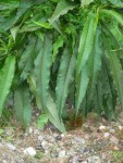 plante-20140824-001.jpg