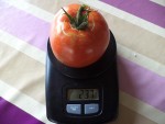 La première tomate russe de cette année.