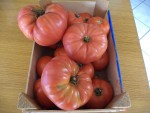 Une belle quantité de tomates.