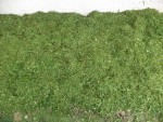 La terre une fois recouverte avec l'herbe.<br />Cet endroit seras prochainement planté de salades.