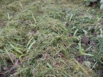Les épinards après paillage