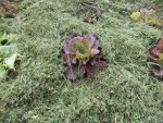 Les salades après paillage