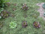 Les salades après paillage