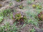 Les salades avant paillage.<br />les herbes que vous voyez ont étés arrachées avant d'étaler les tontes de gazon