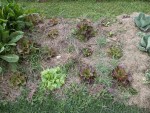 Les salades avant paillage