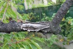 3. Chancre ancien sur branche morte