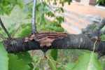 4. Chancre récent sur branche active