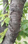 5. Écorce pèle