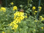 Et en plus cela attire de nombreuse abeilles, génial.