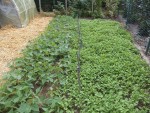 Au passage voici une photo de mes plants de haricots et de l'engrais vert semer à coté.