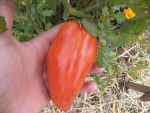 Les andines cornues sont de petite taille cette année