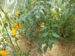 Les tomates sous serre.