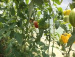 Les tomates sous serre.