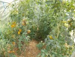 Les tomates sous serre.