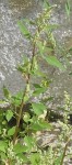 2014-08-25_chenopode_blanc_2 - Copie.JPG
