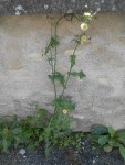 2014-08-25_inconnue1 - Copie.JPG
