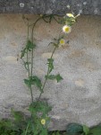 2014-08-25_inconnue2 - Copie.JPG