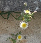 2014-08-25_inconnue3 - Copie.JPG