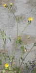 2014-08-25_crepis_1 - Copie.JPG