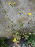 2014-08-25_crepis_2 - Copie.JPG