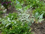 Pied fleurs blanches.jpg