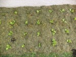 Voilà ce que cela donne après les 28 salades plantées.