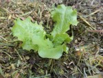 Il ne reste plus qu'a rapprocher les tontes de gazon du plant de salade et d'arroser le tout.