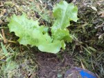 Le plant une fois mis en terre.