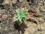 Plante N°1 : la petite rosace